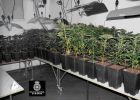 Dos detenidos por cultivar 1.800 plantas de marihuana en un chalet