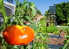 Tomates preparados para la sequía