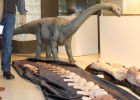 El ágil cuello del dinosaurio
