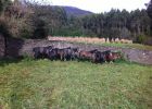 Ribadeo subasta sus caballos salvajes