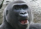 Muere en el zoo la gorila 'Virunga', hija de 'Copito de Nieve'