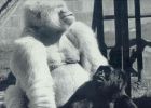 ?Virunga?, la conmovedora vida íntima de una gorila del zoo