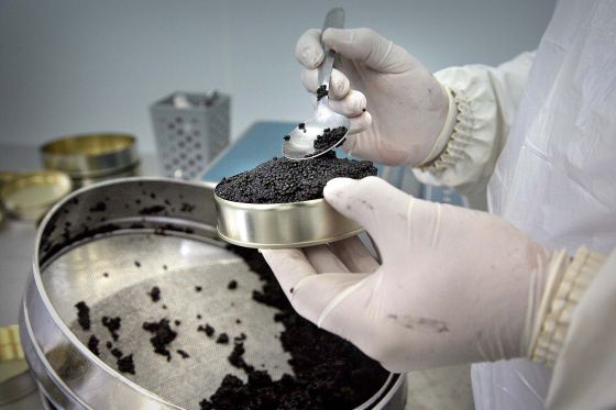 Caviar de la Vall d'Aran