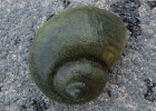La Generalitat acusará a la empresa que introdujo el caracol manzana