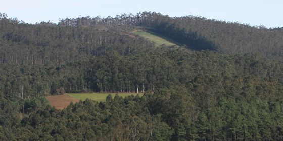 Resultado de imagen de bosques de galicia con eucaliptos