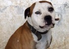 Detenido un hombre en Lleida acusado de montar peleas de perros