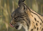 Dos linces mueren atropellados en Huelva y Córdoba