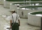 Segunda piscifactoría en siete años
