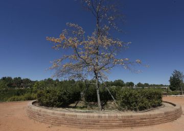 Pozuelo tala el ‘árbol de la Gürtel’ por el que pagó 104.000 euros en 2006