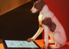 Cuando un perro activa el iPad