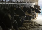 El pacto para el sector lácteo no fijará precios mínimos