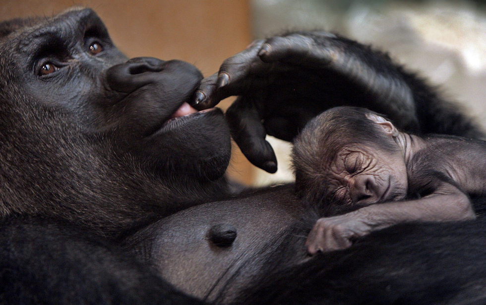 sitios de citas para amantes de los animales espanoles