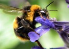 El ozono aleja los abejorros de las flores