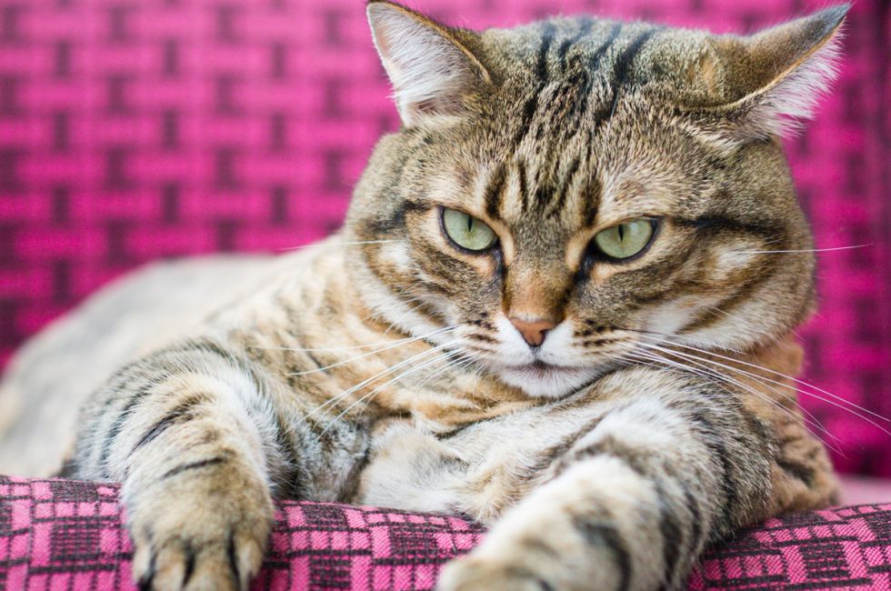 Nadie entiende a un gato gordo (ni siquiera su dueño) | BuenaVida | EL PAÍS