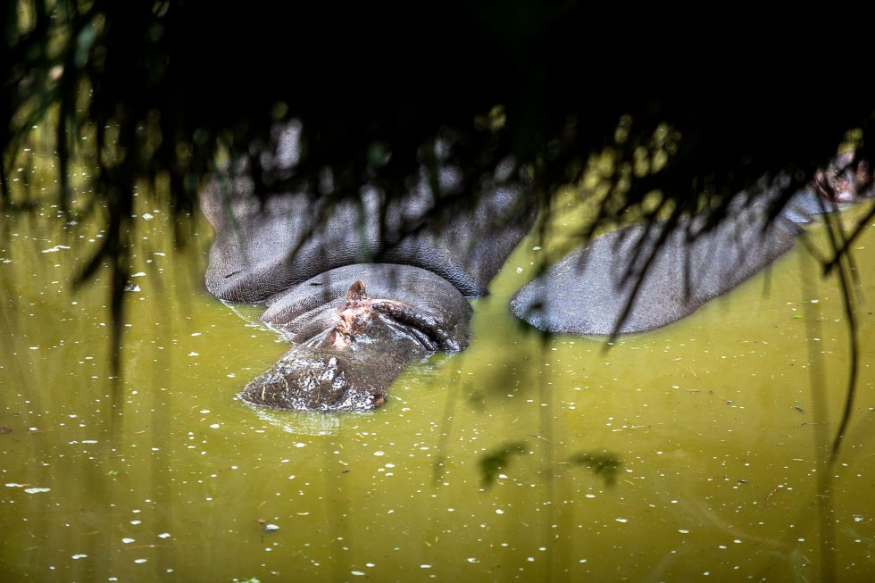 Los hipopótamos del zoológico de Chapultepec están en un estanque que despide un olor intolerable para los visitantes. La descripción del animal, ubicada ante el estanque, afirma que el olor y el color del agua es normal porque estos animales necesitan lodo para su piel, pero el estanque de San Juan de Aragón luce mucho más limpio e inodoro.