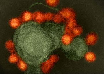 Los virus dominan la Tierra