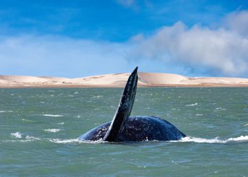 Los océanos se enfrentan a una extinción masiva sin precedentes