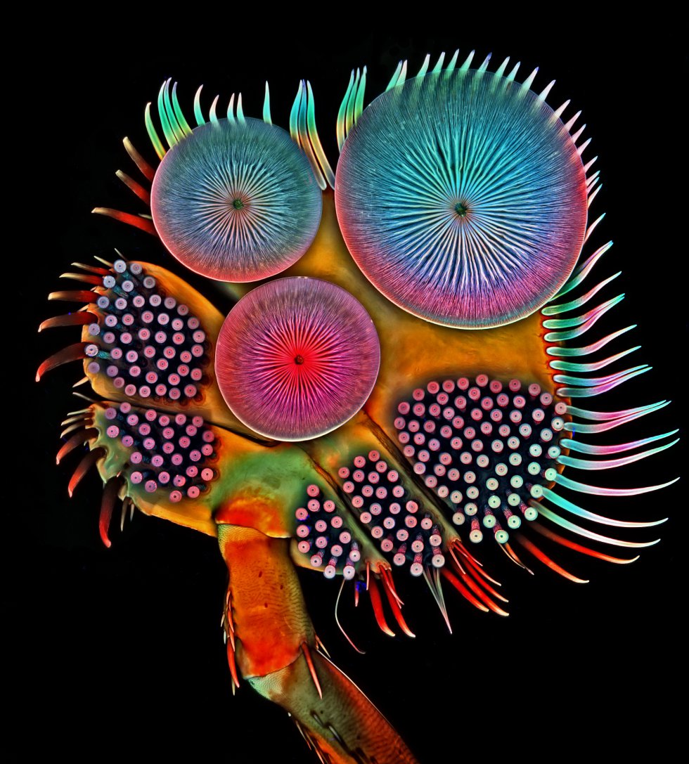 Pata delantera (tarso) de un escarabajo buceador macho. Instituto Médico Howard Hughes (HHMI), Campus de Investigación de Janelia Ashburn, Virginia (EE.UU). Microscopio confocal 100x.