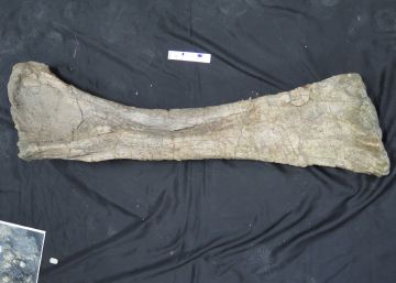 Hallado en Soria un braquiosaurio de 130 millones de años de antigüedad