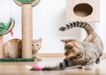 Las mejores ofertas y descuentos en productos para gatos y otras mascotas