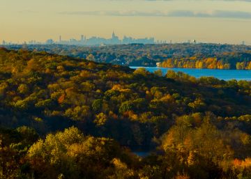 Las ciudades están alterando la evolución de las especies