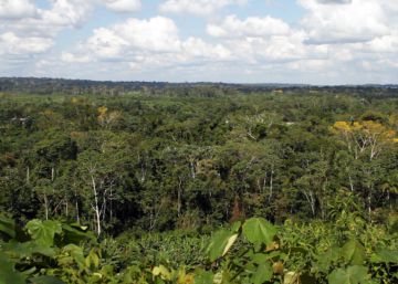 Oro y bosques, incompatibles en la Amazonía peruana