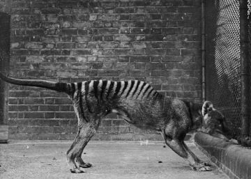 Secretos más allá de la extinción: el tigre de Tasmania