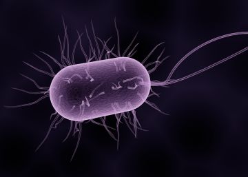 Por qué es tan díficil vencer a las superbacterias
