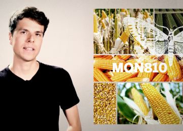 ¿Qué tienen de malo los alimentos transgénicos?