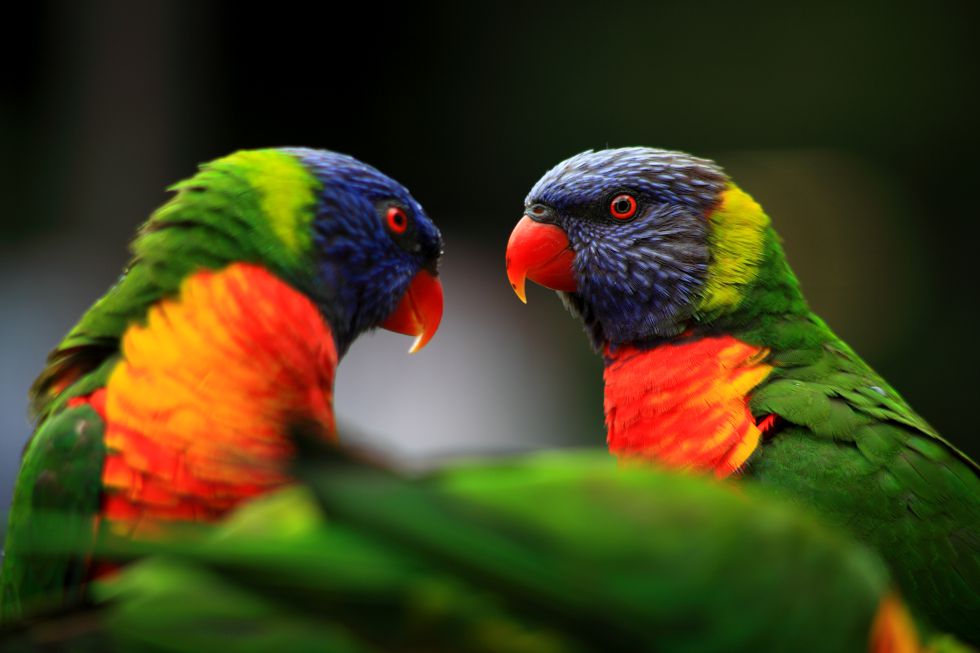 Australian Parrots