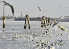 El hielo llega a los canales de Venecia