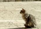 Un ministro israelí propone deportar a los gatos callejeros