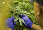 Colombia reglamenta el uso del cannabis con fines medicinales
