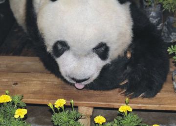 China despide al panda más viejo del mundo