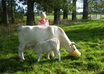 Las vacas juegan al escondite