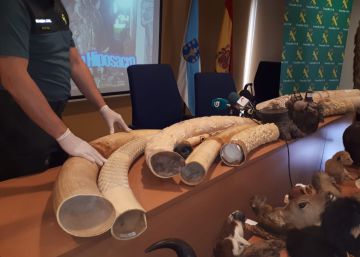 El tesoro clandestino e ilegal localizado en un pazo