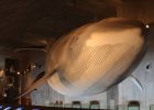 El Museo Marino de Doñana cierra por falta de financiación