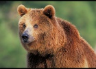 Una oportunidad para el oso pardo y las águilas pescadoras
