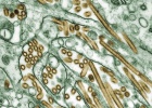 "El virus de la gripe aviar es mortal y puede causar pandemias"