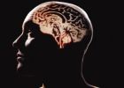 Cómo construir un cerebro humano