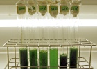 Plantas, animales y microbios son también recursos renovables