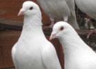 Un estudio refuta que las palomas tengan sensores para orientarse