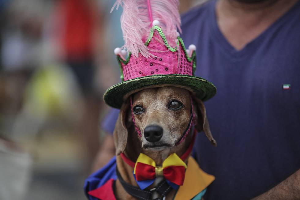 A folia já rola há mais de uma semana no Rio. O cachorro da foto saiu no Blocão no último domingo.