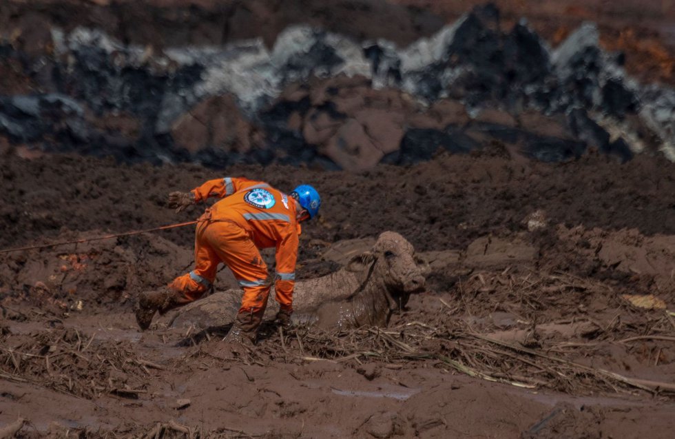 Animais afetados pelo desastre em Brumadinho ganham ensaio de Natal -  Gerais - Estado de Minas