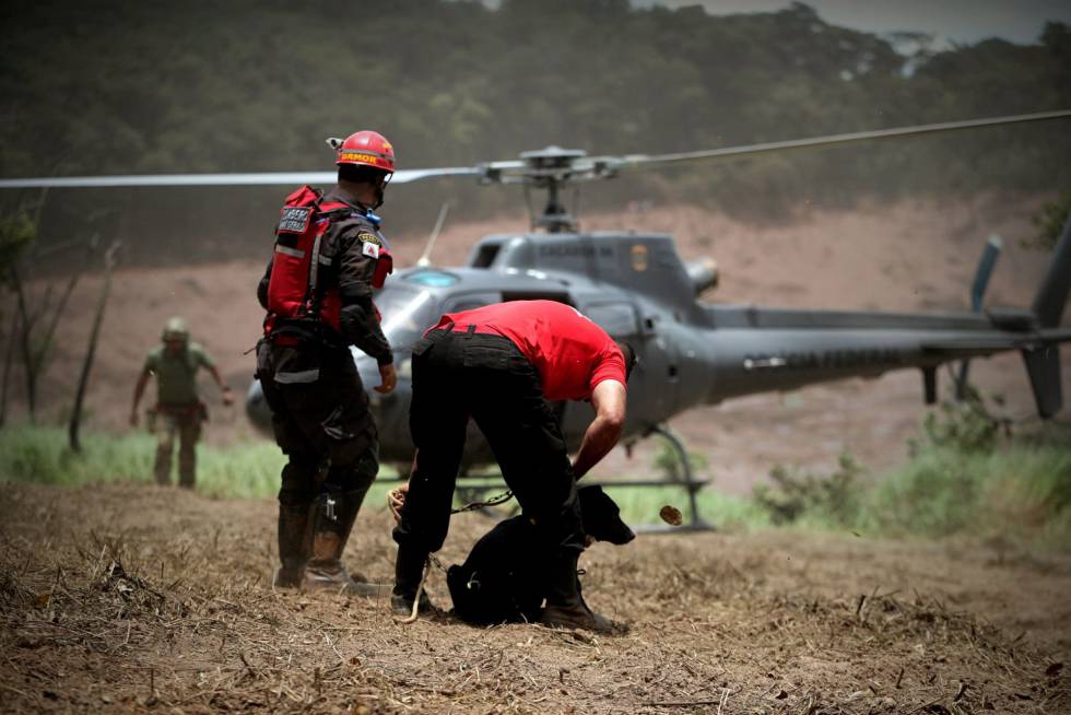 Animais afetados pelo desastre em Brumadinho ganham ensaio de Natal -  Gerais - Estado de Minas