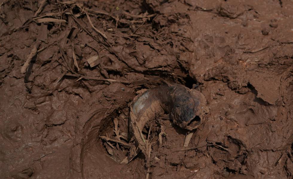 Animais afetados pelo desastre em Brumadinho ganham ensaio de Natal -  Gerais - Estado de Minas