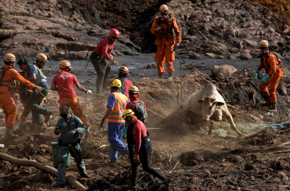 Animais afetados pelo desastre em Brumadinho ganham ensaio de Natal -  Gerais - Estado de Minas