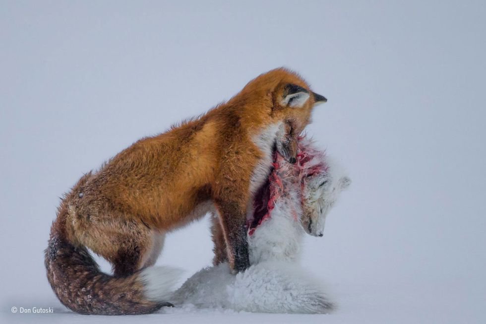 Fotos Wildlife Photographer Of The Year 2015 Els Premis Mes Salvatges De La Fotografia Fotografia El Pais