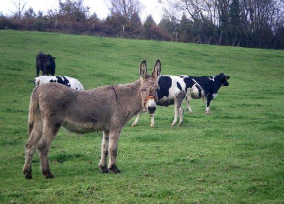 Patrulla De Burras Contra El Lobo Galicia El Pais