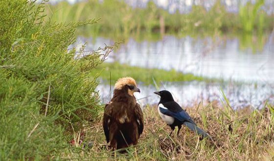 El Aguilucho Lagunero Vuelve A L Albufera 40 Anos Despues Comunidad Valenciana El Pais